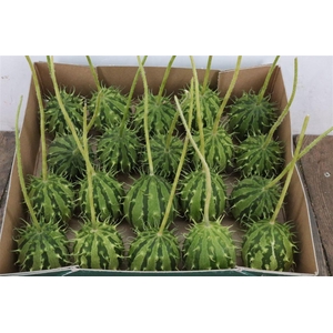 Sier Cucumis Zambia Holl P Box