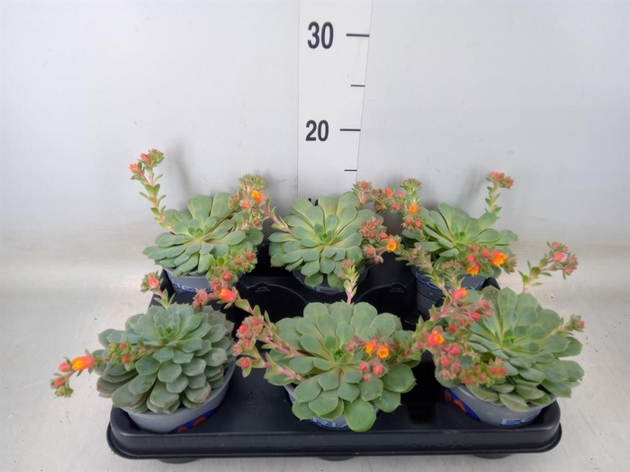<h4>Echeveria 'Dondo'</h4>