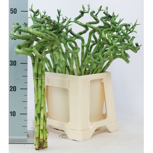 DRAC LUCKY BAMBOO