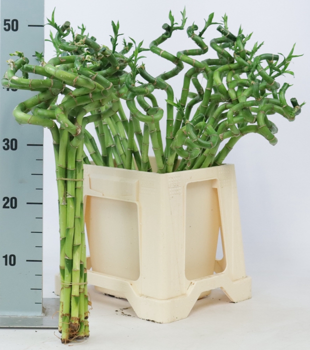 <h4>DRAC LUCKY BAMBOO</h4>