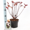 Physocarpus opulifolius