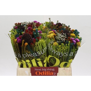 BQ Kaaps Groen Mandarin