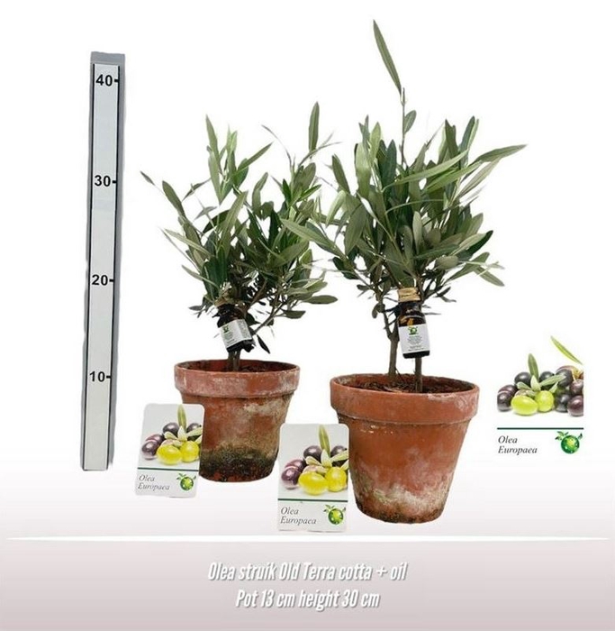 <h4>Olea Europaea Keramiek Terracotta + Flesje Olijfol</h4>
