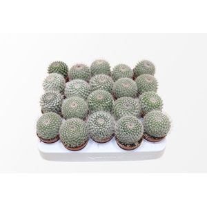 Mammillaria Hahniana