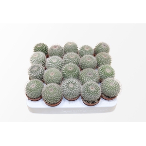 Mammillaria Hahniana