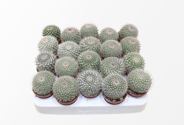 <h4>Mammillaria Hahniana</h4>