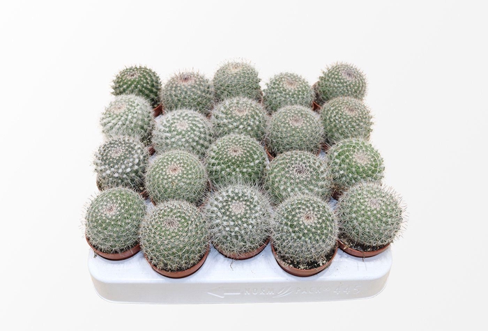 Mammillaria Hahniana