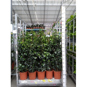 Ficus benja. 'Danielle'