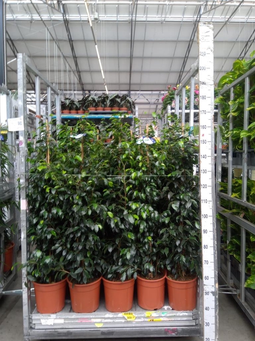 <h4>Ficus benja. 'Danielle'</h4>