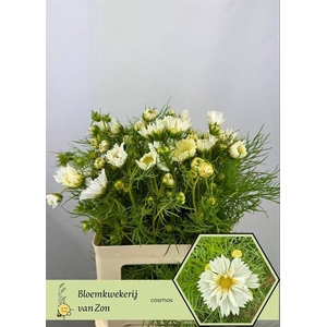 Cosmos White