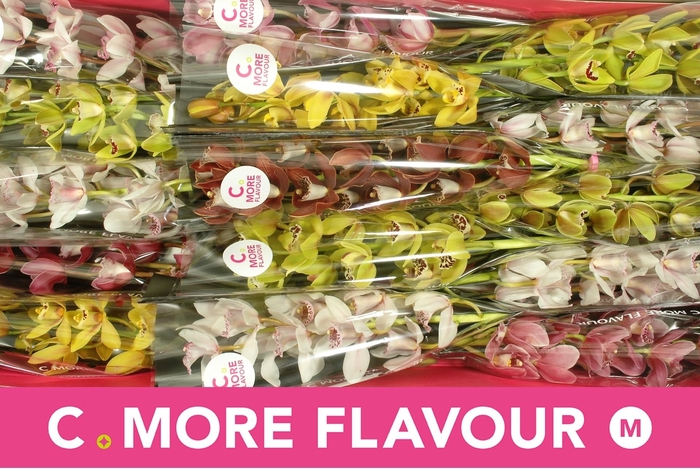 <h4>CYMB MI GEM</h4>