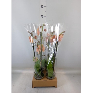 Phalaenopsis   ...