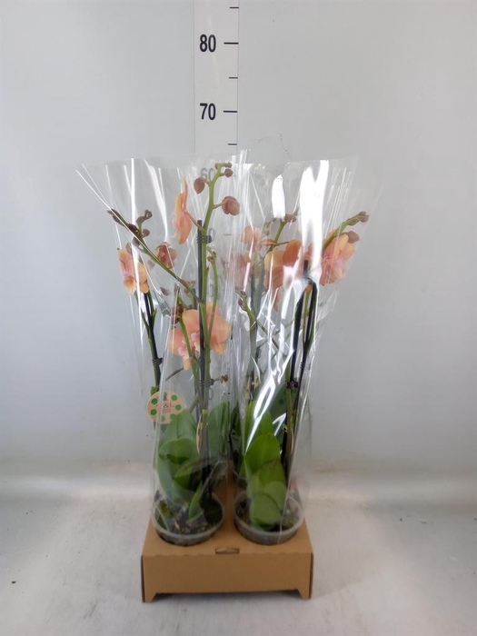 <h4>Phalaenopsis   ...</h4>