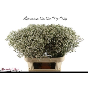 LIM SIN SEN TIP TOP