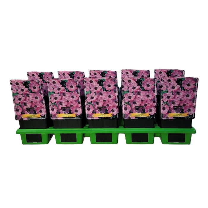 <h4>Geranium cinereum Ballerina</h4>