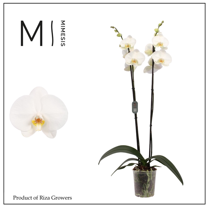 <h4>Phalaenopsis Tokyo 2 spike – 12cm | Mimesis</h4>