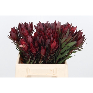 Leucadendron Safari