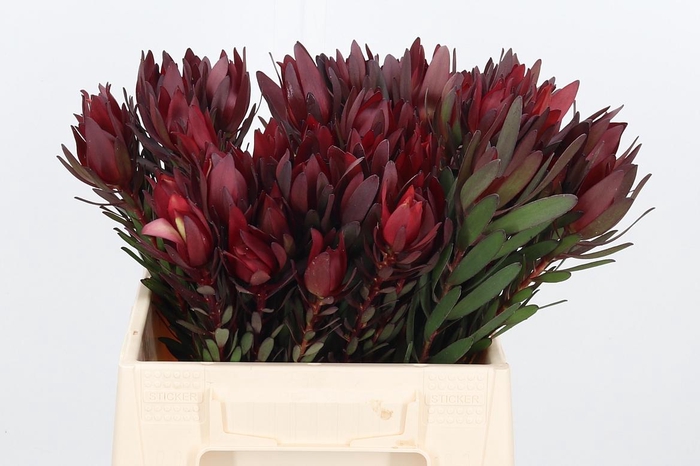 <h4>Leucadendron Safari</h4>