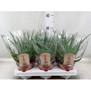 Aloe arborescens