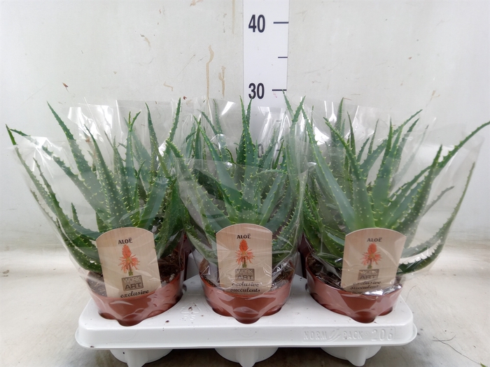 <h4>Aloe arborescens</h4>