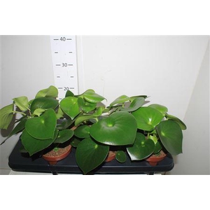 Pep Polybot Raindrop