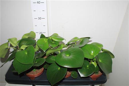 <h4>Pep Polybot Raindrop</h4>