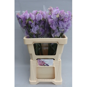 Lathyrus Sunshine Lavender