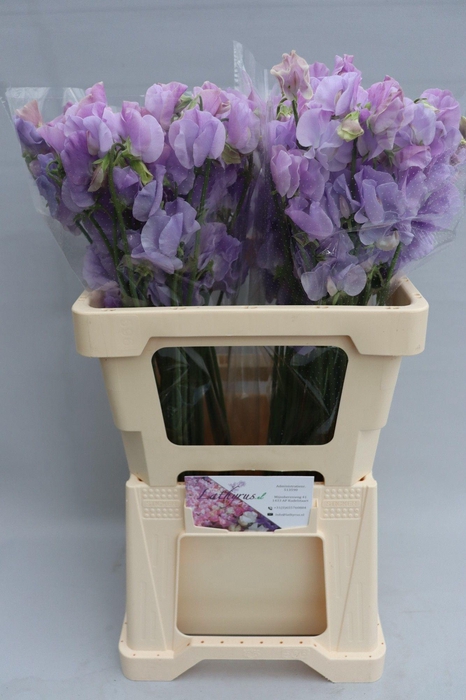 <h4>Lathyrus Sunshine Lavender</h4>