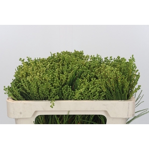 Kaaps Groen Lanuginosa