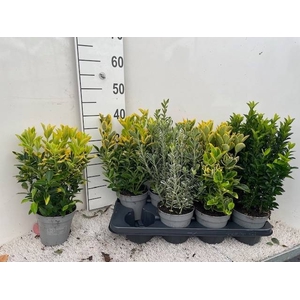 EUONYMUS JAP GEM