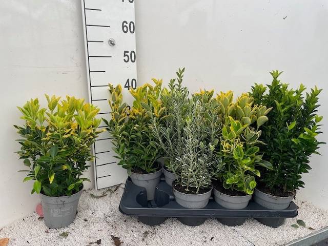 <h4>EUONYMUS JAP GEM</h4>