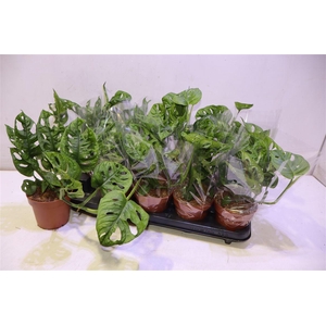 arr8 Monstera Adansonii