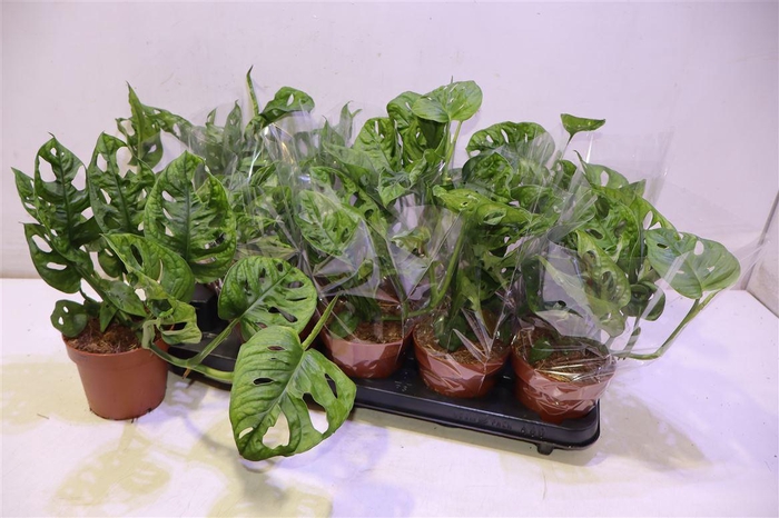 <h4>arr8 Monstera Adansonii</h4>