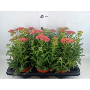 Achillea   ...