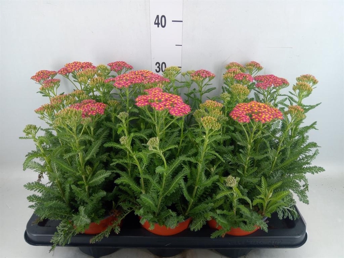 <h4>Achillea   ...</h4>
