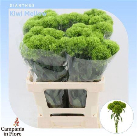 <h4>Di Barb Kiwi Mellow</h4>