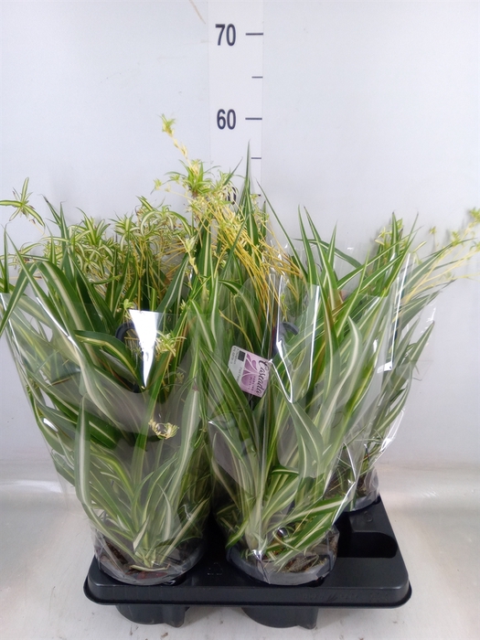 <h4>Chlorophytum com. 'Variegatum'</h4>
