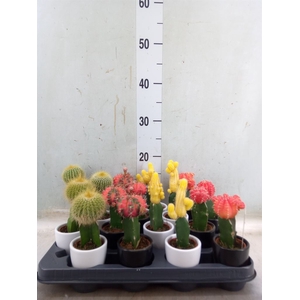 Cactus   ...mix