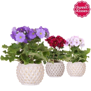Primula Obconica Sweet Kisses mix in Marrakesh pot gold copper mix