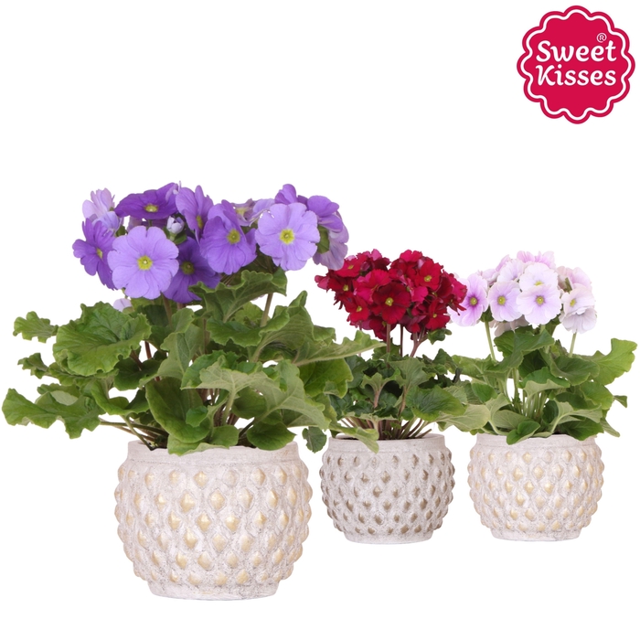 <h4>Primula Obconica Sweet Kisses mix in Marrakesh pot gold copper mix</h4>