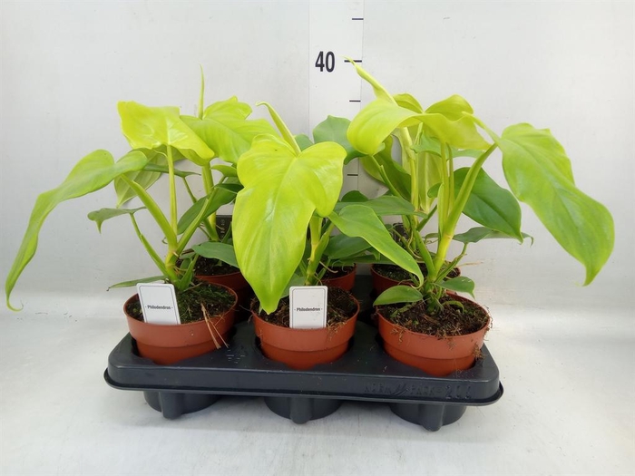 <h4>Philodendron ...</h4>
