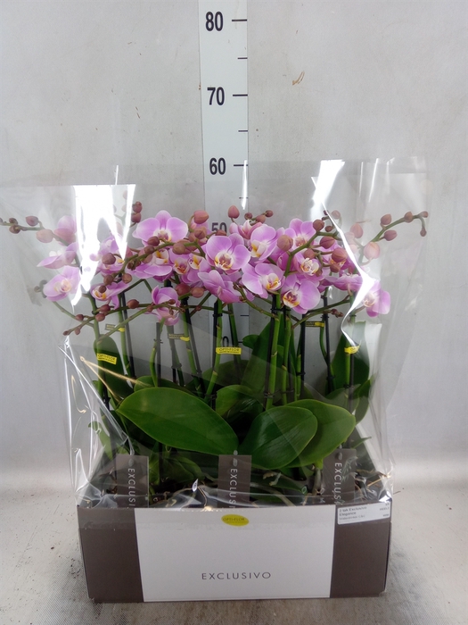 <h4>Phalaenopsis multi. 'Elegance'</h4>