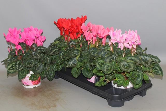 <h4>CYCL GR SUP XL</h4>