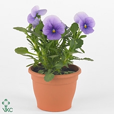 VIO CO TW BLUE ICE