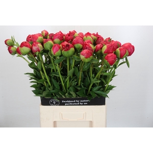 Paeonia Command Performance XXL