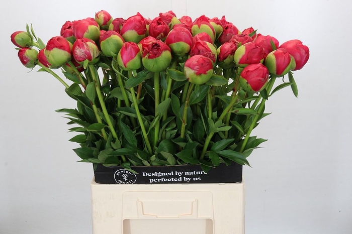 <h4>Paeonia Command Performance XXL</h4>