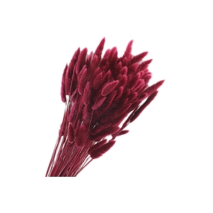 Lagurus Red Raspberry