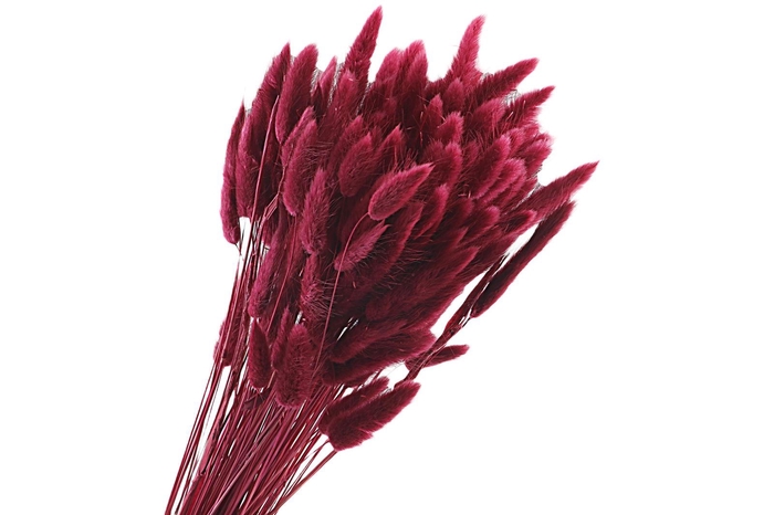 <h4>Lagurus Red Raspberry</h4>