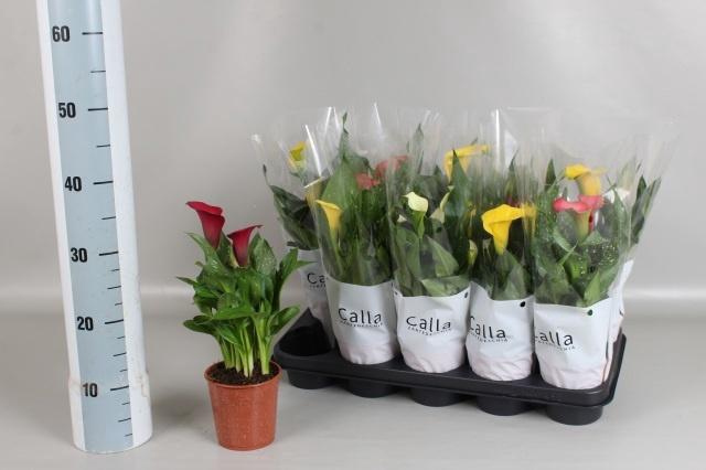 <h4>ZANT GEM 5 KL</h4>