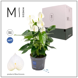 Mimesis Anthurium KARMA White Compact - 17cm